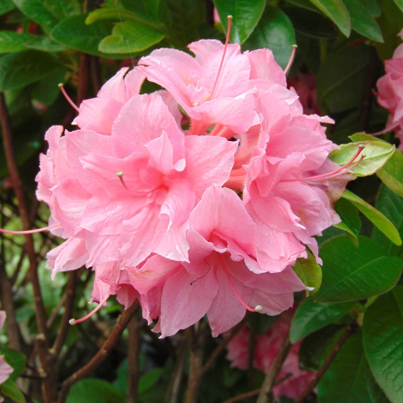 Azalée de Chine Kilian - Rhododendron hybride (Flowering)