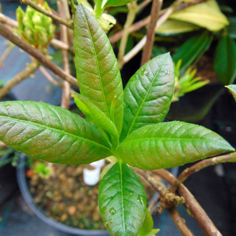 Azalée de Chine Klondyke - Azalea mollis (Foliage)