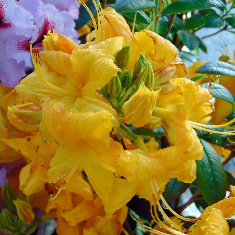 Azalée de Chine Klondyke - Azalea mollis (Flowering)