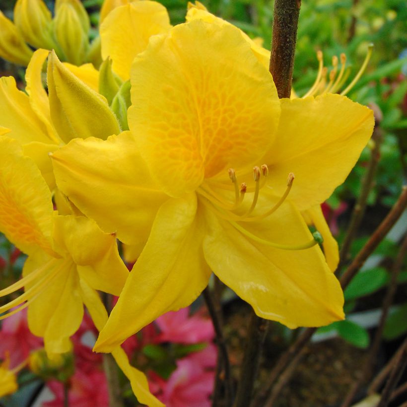 Azalée de Chine Lingot d'Or - Rhododendron hybride (Flowering)