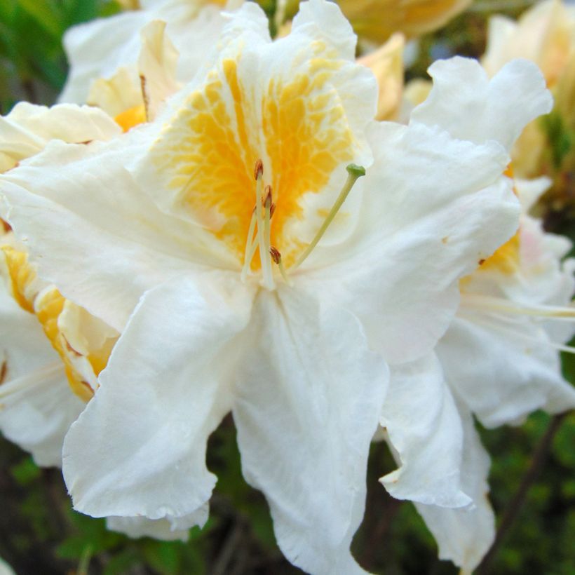 Azalée de Chine Mount Rainier - Rhododendron hybride (Flowering)