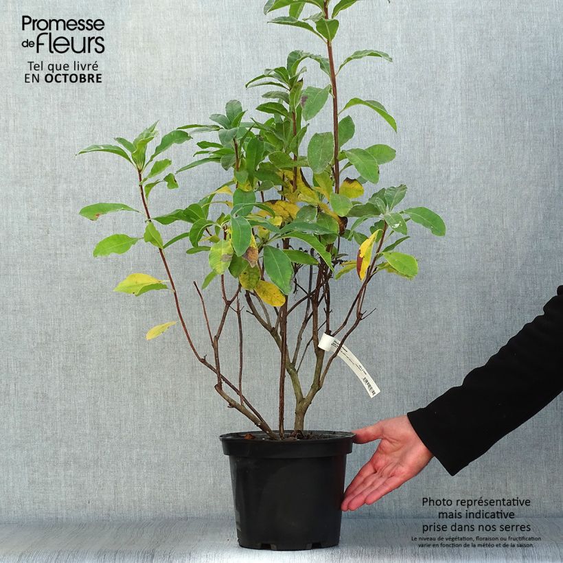 Example of Azalée de Chine Mount Rainier - Rhododendron hybride Pot de 4L/5L as you get in automne
