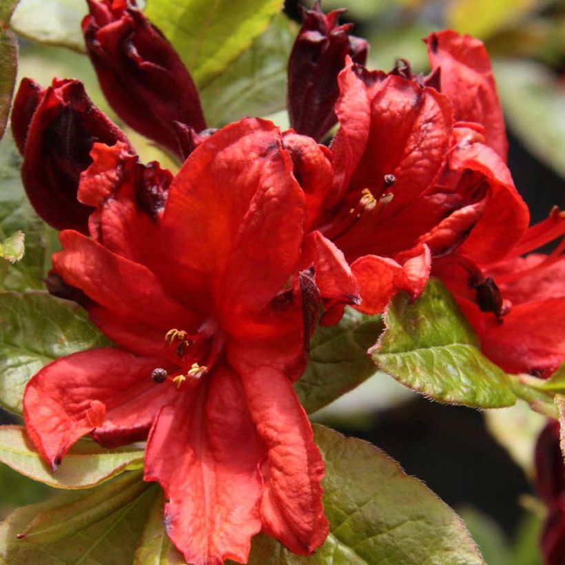 Azalée de Chine Nabucco - Azalea Mollis (Flowering)