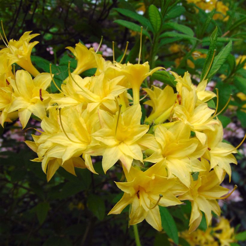 Azalée de Chine Narcissiflora - Azalea (x) luteum (Flowering)