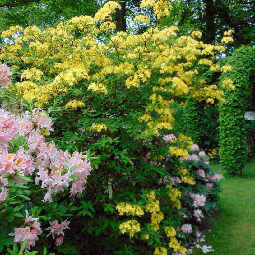 Azalée de Chine Narcissiflora - Azalea (x) luteum (Plant habit)