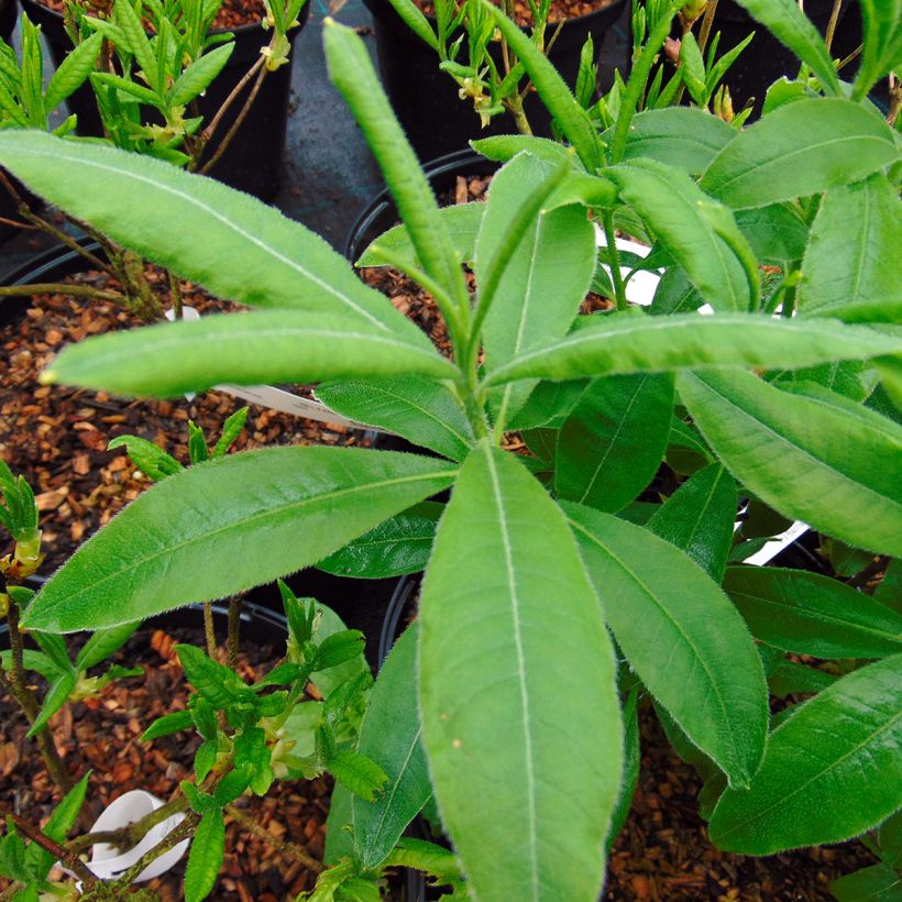 Azalée de Chine Narcissiflora - Azalea (x) luteum (Foliage)