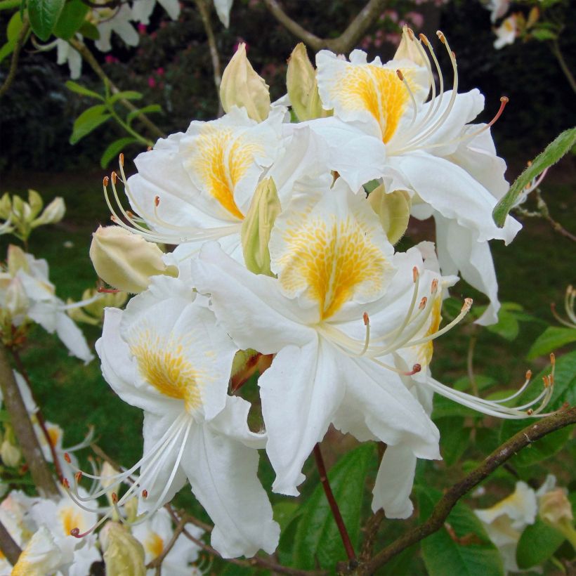 Azalée de Chine Persil - Azalea mollis (Flowering)