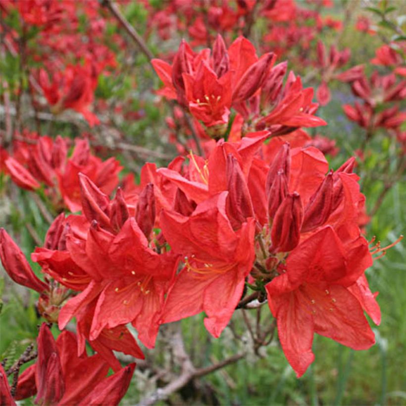 Azalée de Chine Peter Koster - Azalea mollis (Flowering)