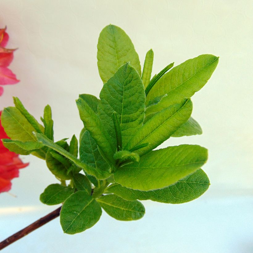 Azalée de Chine Peter Koster - Azalea mollis (Foliage)