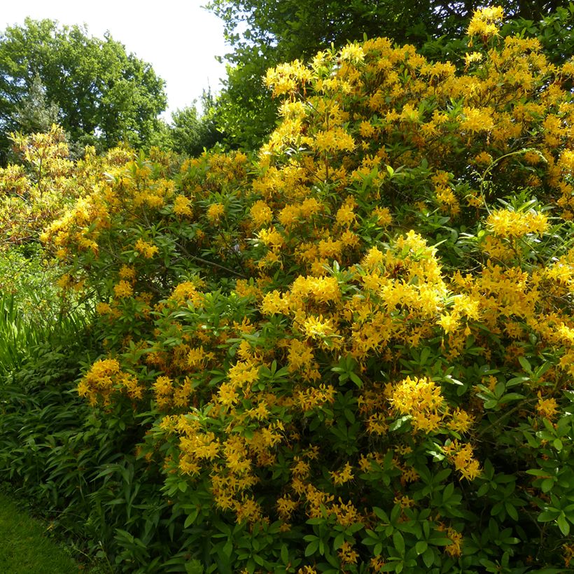 Azalée de Chine - Rhododendron luteum (Plant habit)
