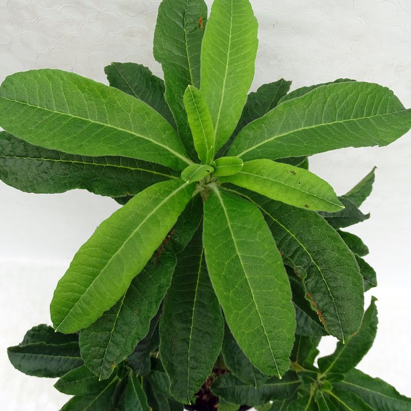 Azalée de Chine White Frills - Azalea mollis (Foliage)