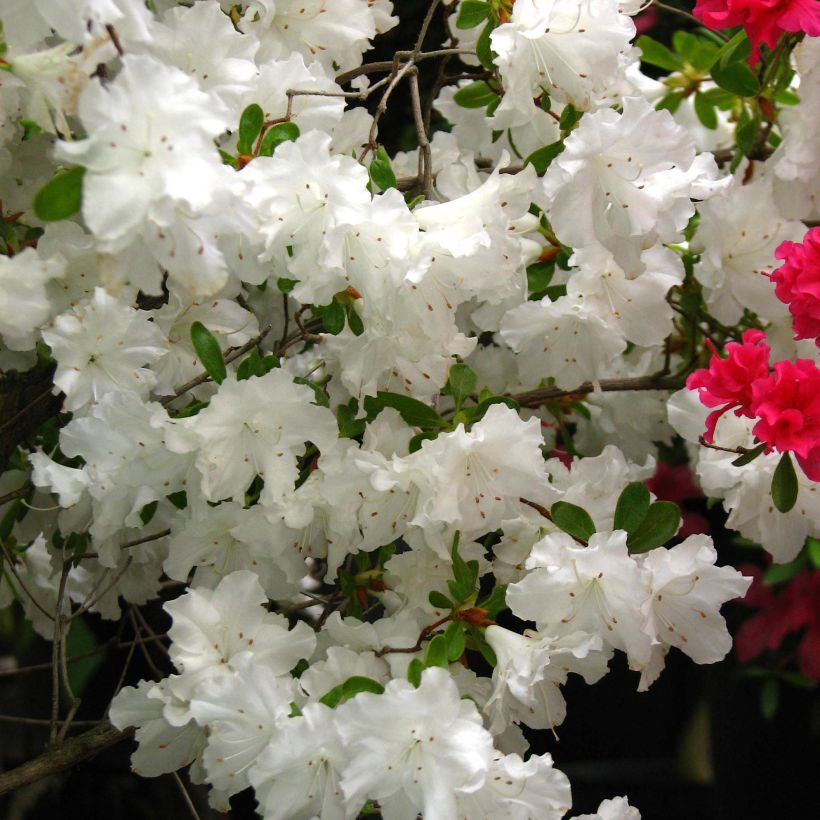 Azalée du Japon Adonis - Rhododendron hybride. (Flowering)