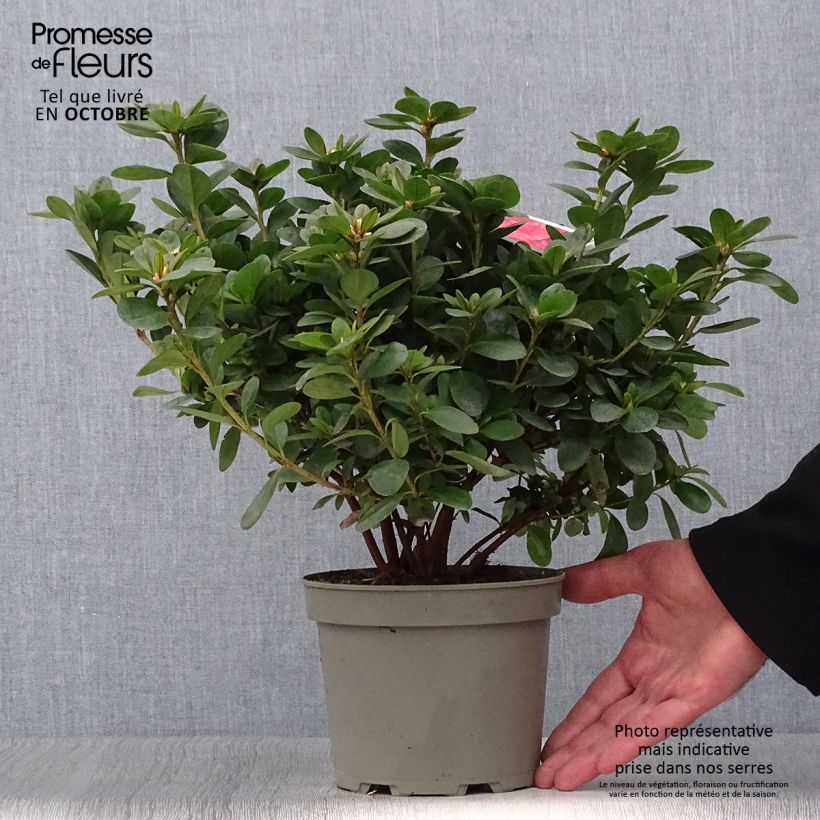 Example of Azalée du Japon Ardeur - Rhododendron hybride Pot de 2L/3L as you get in automne