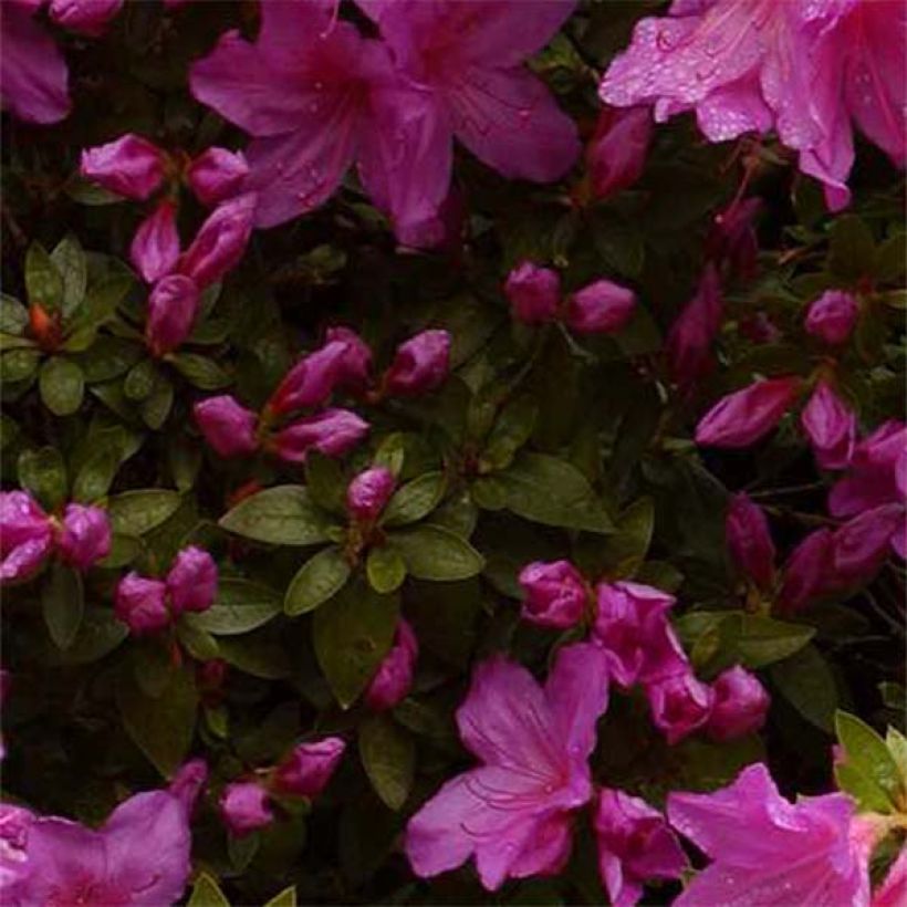 Azalée du Japon Blue Danube - Rhododendron hybride. (Foliage)
