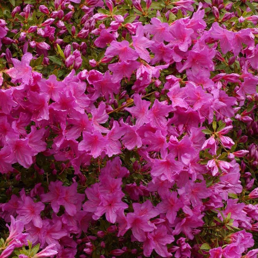 Azalée du Japon Blue Danube - Rhododendron hybride. (Flowering)