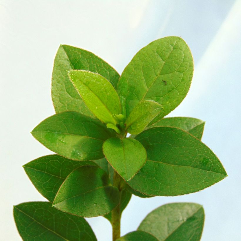 Azalée du Japon Eucharis - Rhododendron hybride (Foliage)
