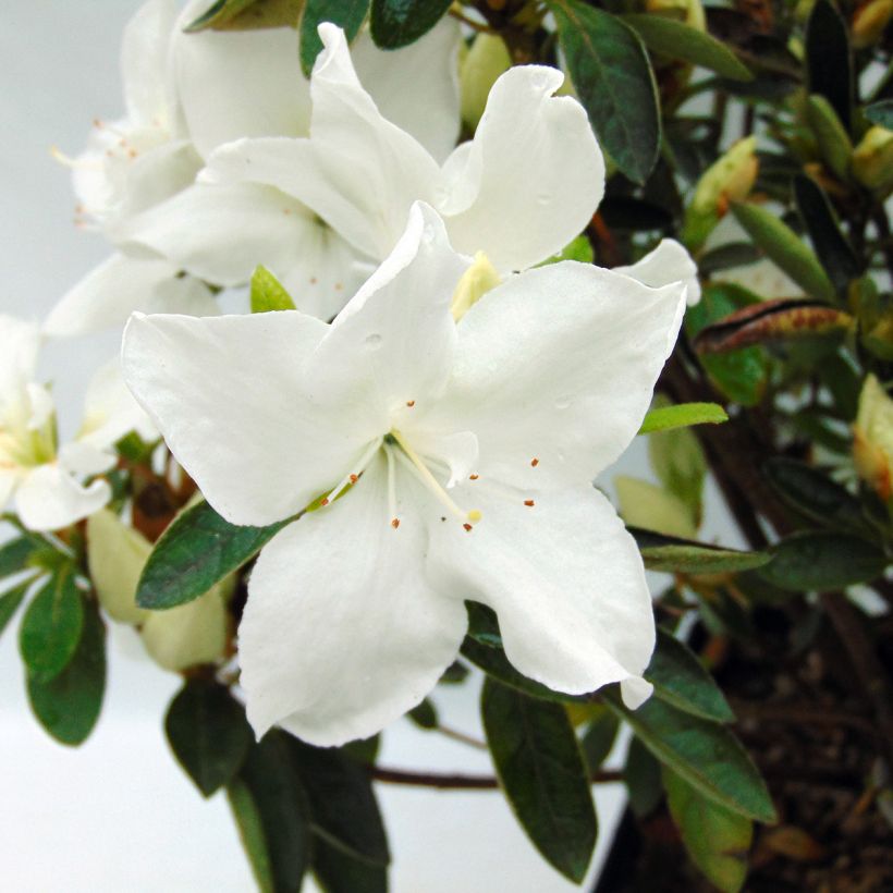 Azalée du Japon Eucharis - Rhododendron hybride (Flowering)