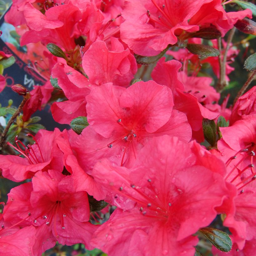 Azalée du Japon Johanna - Rhododendron hybride (Flowering)