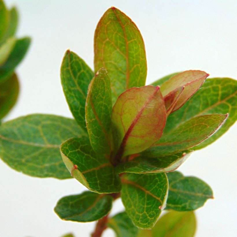 Azalée du Japon Kirin - Rhododendron hybride (Foliage)