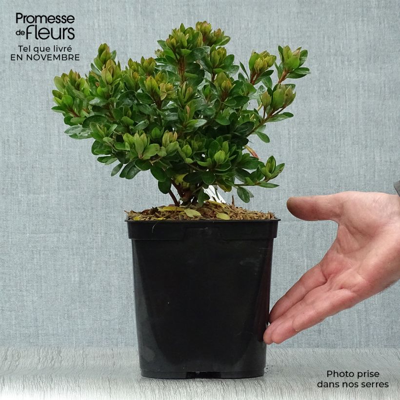 Example of Azalée du Japon Kirin - Rhododendron hybride Pot de 2L/3L as you get in automne