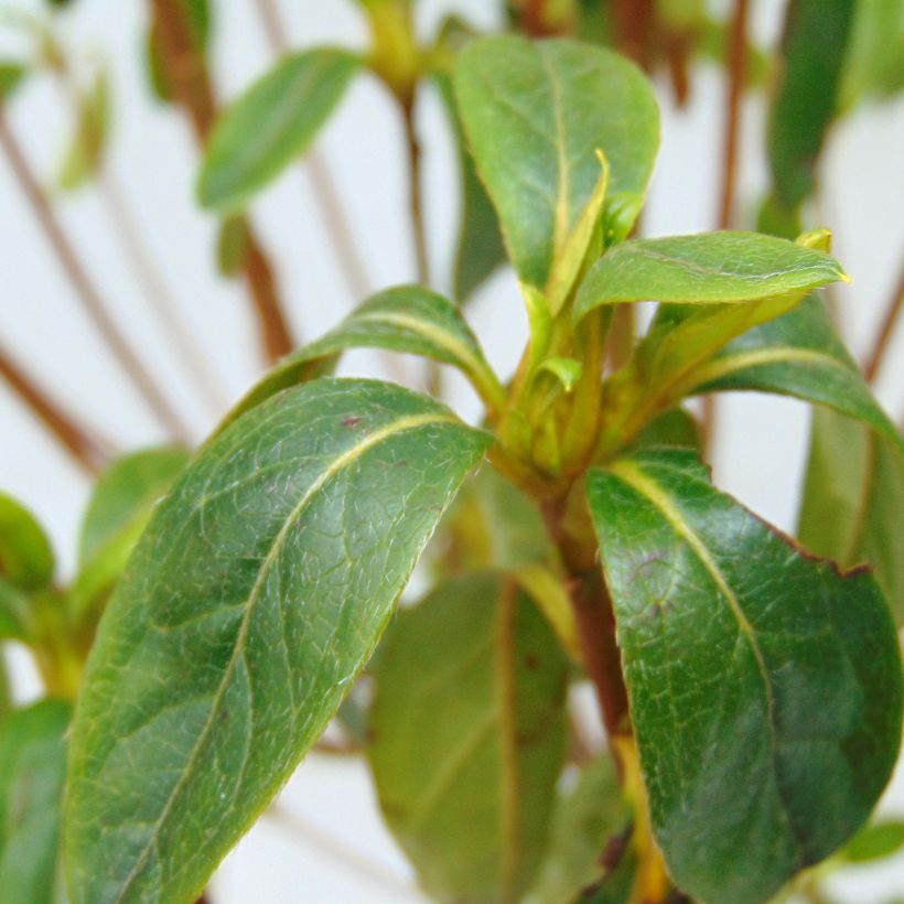 Azalée du Japon Palestrina - Rhododendron hybride (Foliage)