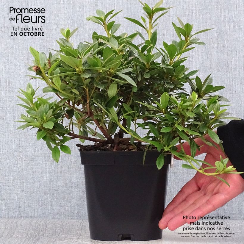 Example of Azalée du Japon Purple Splendor - Rhododendron hybride Pot de 2L/3L as you get in automne
