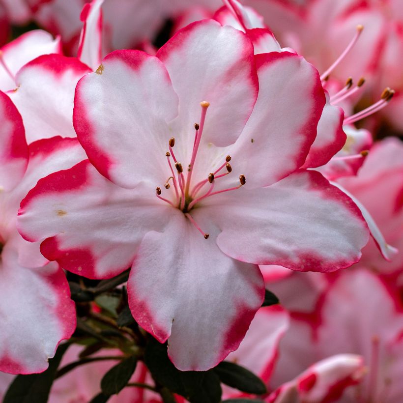 Azalée du Japon Sachsenstern - Rhododendron hybride (Flowering)