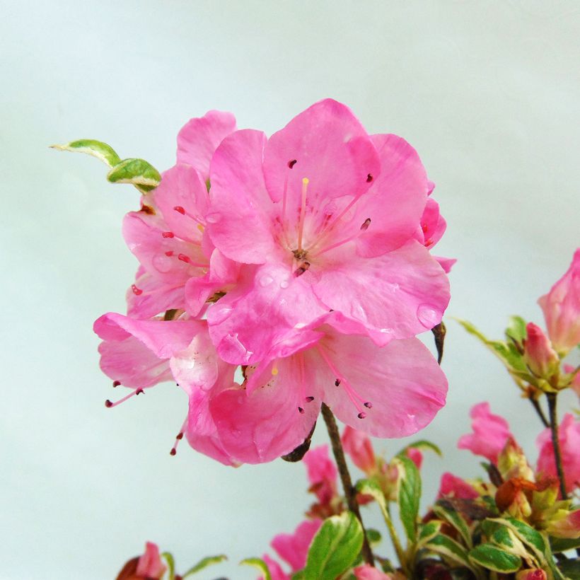 Azalée du Japon Silver Queen - Rhododendron hybride (Flowering)