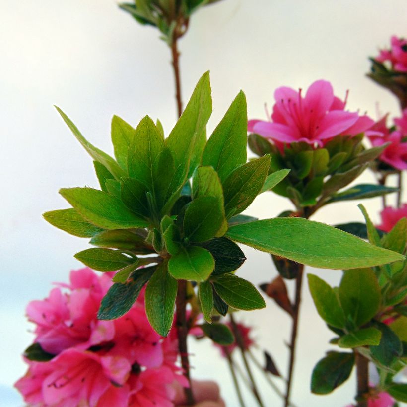 Azalée du Japon Sylvester - Rhododendron hybride (Foliage)