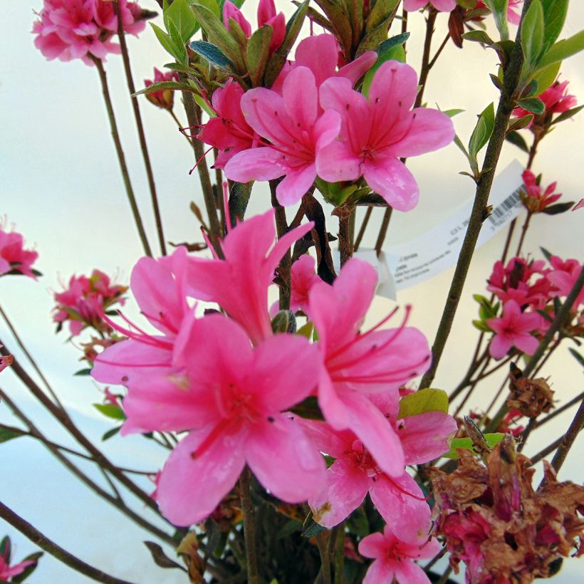 Azalée du Japon Sylvester - Rhododendron hybride (Flowering)
