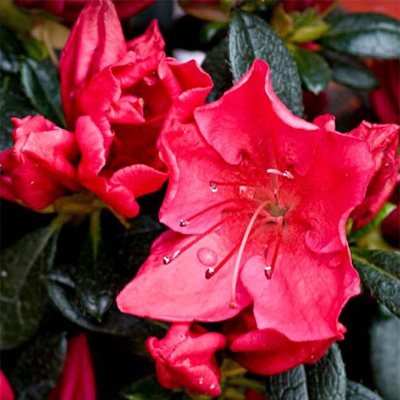 Azalée du Japon Vuyk's Rosyred - Rhododendron hybride. (Flowering)
