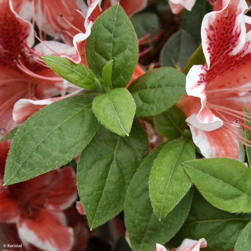 Azalée japonaise - Azalea japonica Ben Morrisson  (Foliage)