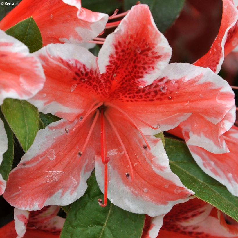 Azalée japonaise - Azalea japonica Ben Morrisson  (Flowering)