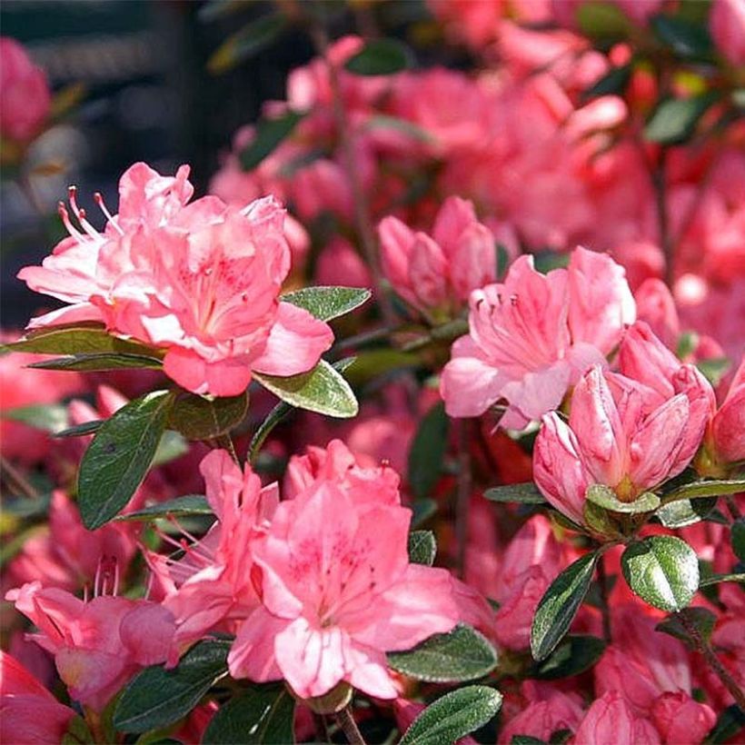 Azalée japonaise Blaauw's Pink - Rhododendron hybride (Flowering)