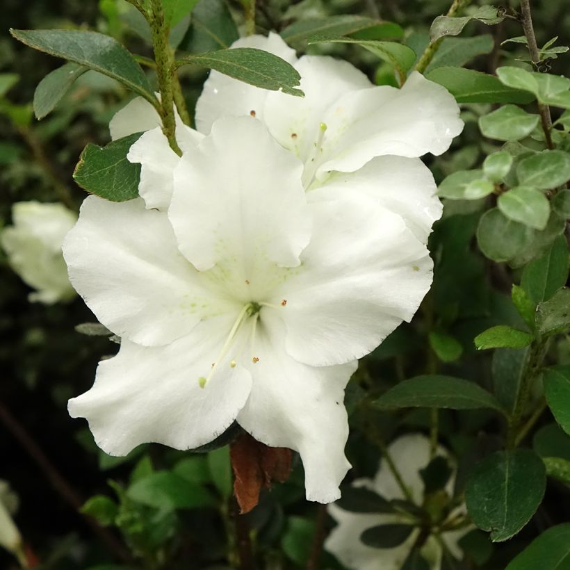 Azalée japonaise Dorothy Heiden (Flowering)