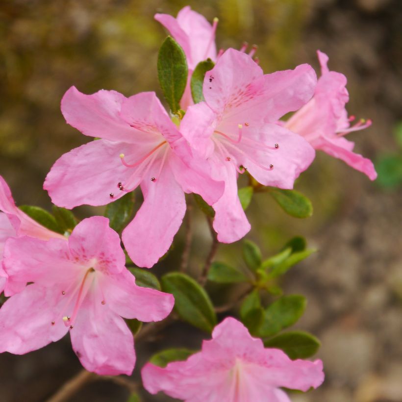Azalée japonaise Gilbert Mullie (Flowering)