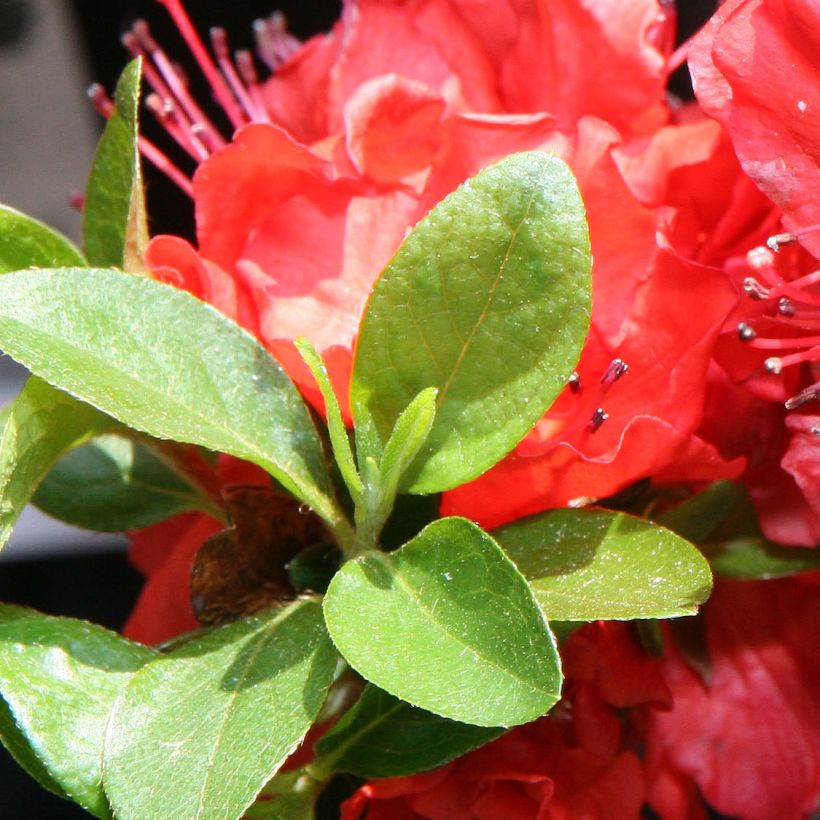 Azalée japonaise Hot Shot (Foliage)