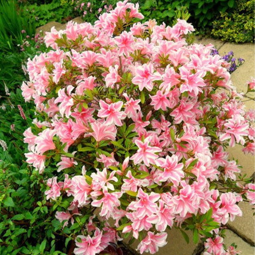 Azalée japonaise Melle - Rhododendron hybride (Plant habit)