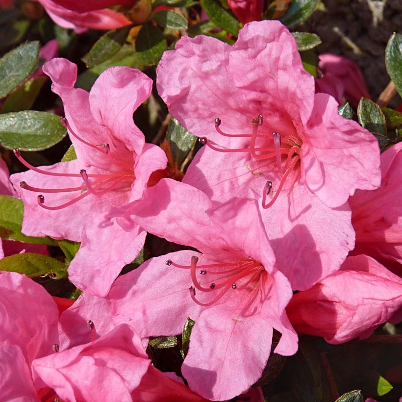 Azalée japonaise Mme Van Hecke (Flowering)