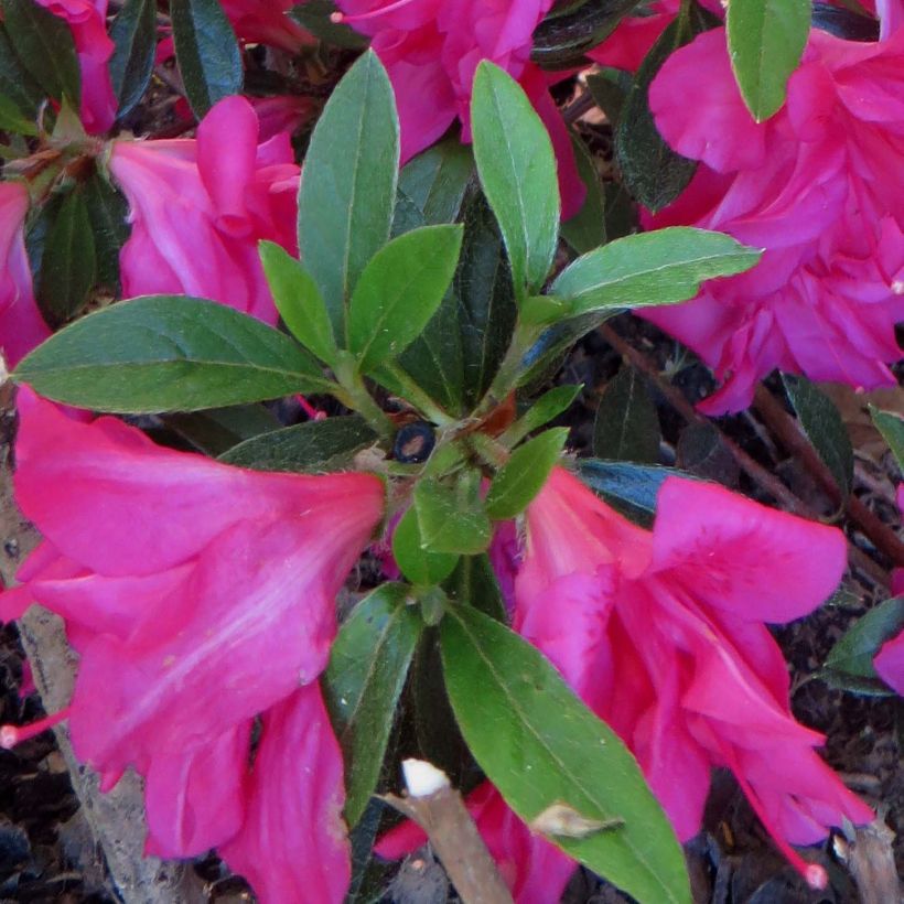 Azalée japonaise Rosa King (Foliage)