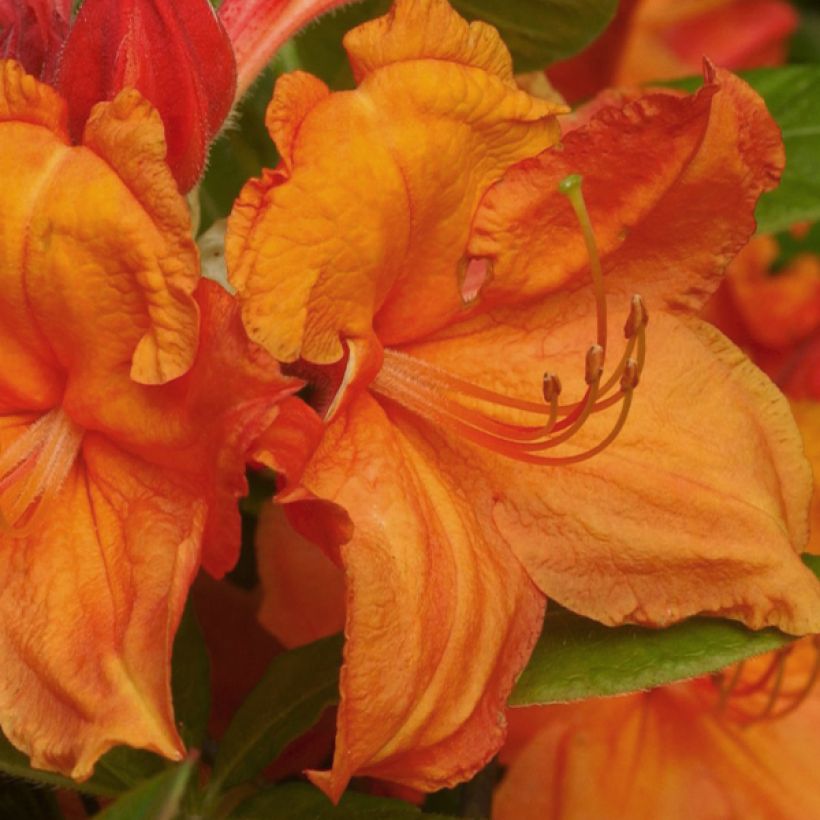 Azalée Glowing Embers - Rhododendron molle (Flowering)