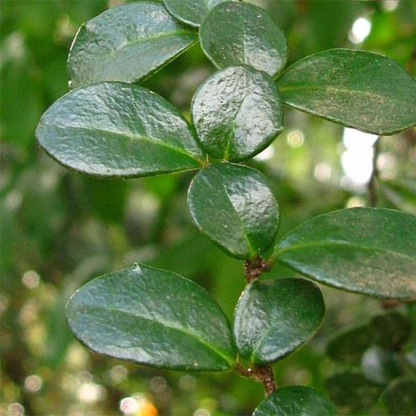 Azara microphylla - Mimosa du Chili (Foliage)