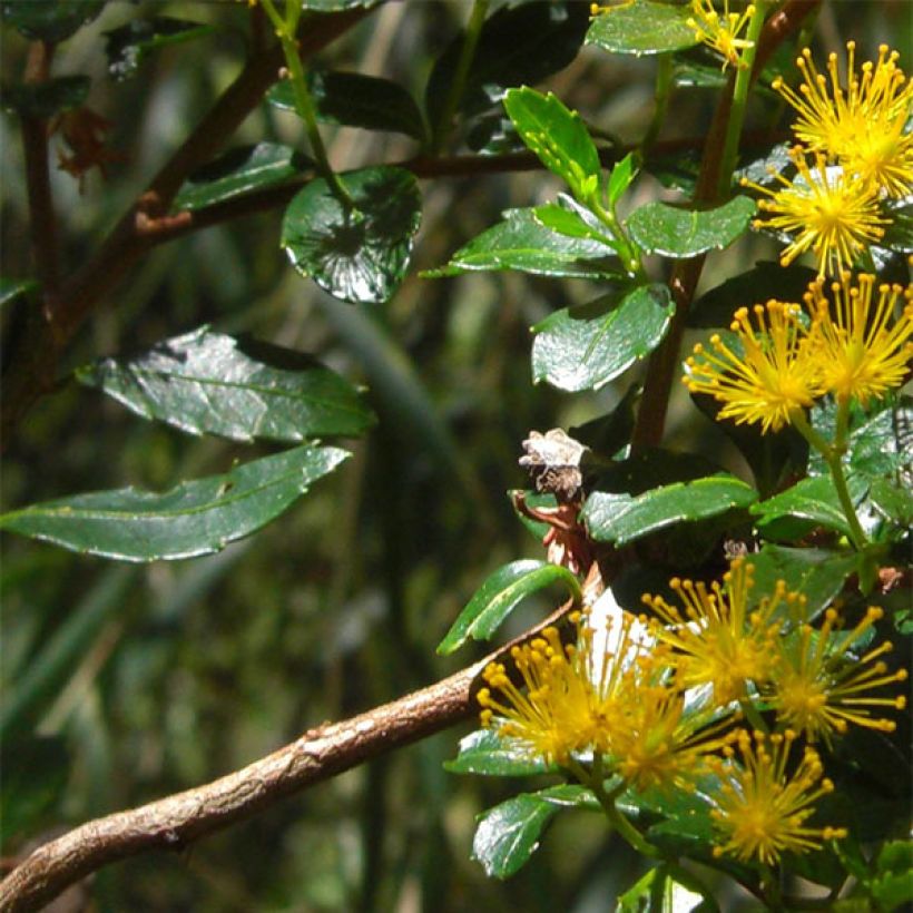 Azara serrata - Azara à dents de scie (Foliage)