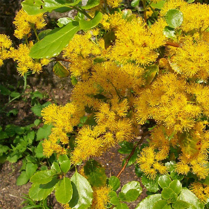 Azara serrata - Azara à dents de scie (Flowering)