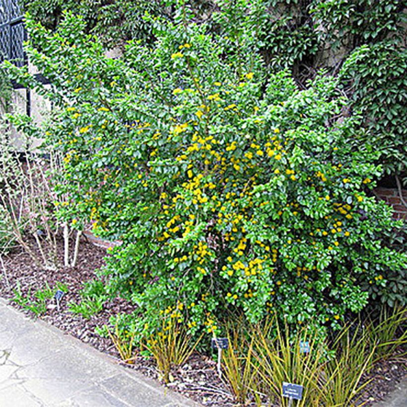 Azara serrata - Azara à dents de scie (Plant habit)
