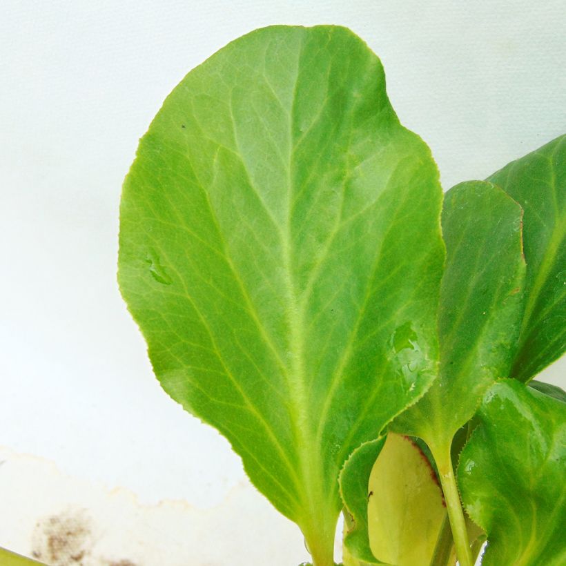 Bergenia Rosenkristall (Foliage)