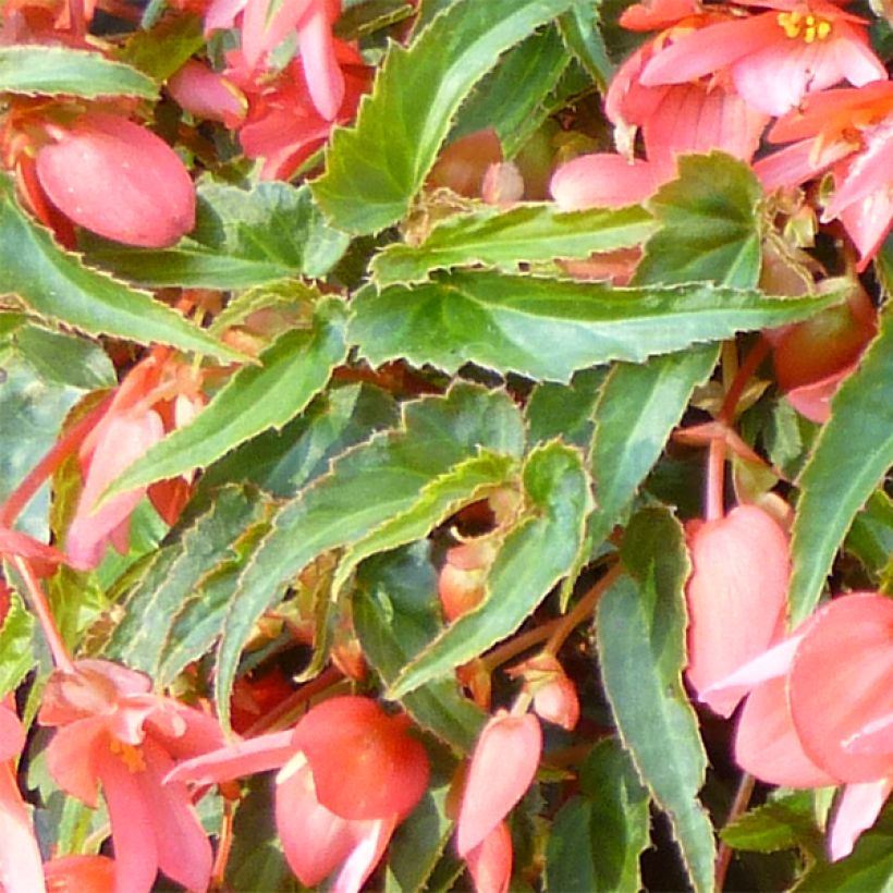 Bégonia retombant Summerwings Pink Elegance (Foliage)