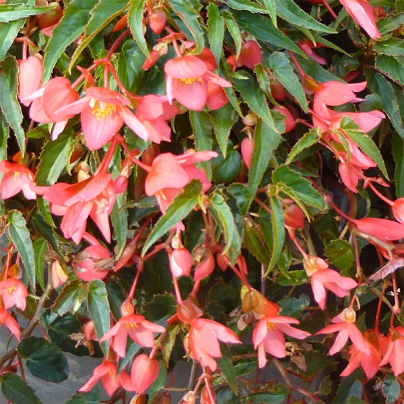 Bégonia retombant Summerwings Pink Elegance (Flowering)