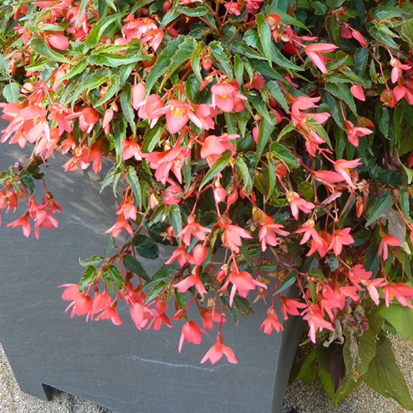 Bégonia retombant Summerwings Pink Elegance (Plant habit)