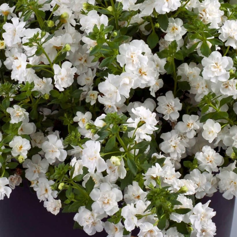 Bacopa Scopia Double Snowball Mini-mottes  (Flowering)